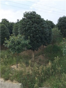 潢川桂花綠化提升城市形象高大挺拔