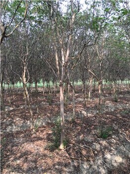 潢川紫薇豐滿的枝葉和多樣的色彩園林景觀