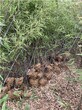 焦作沁陽市3米高紫竹