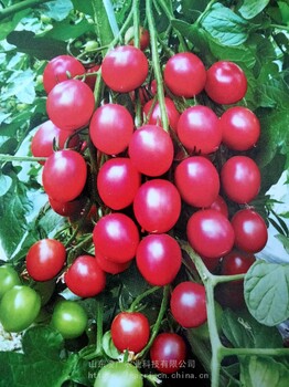 富菜园珍味1号红色樱桃番茄圣女果种子苗子珍味2号