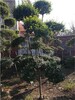 安陽林州市3米高小葉女貞造型樹