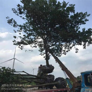 15公分以上樸樹桿直樹形姿態(tài)好小區(qū)及道路景觀行道樹