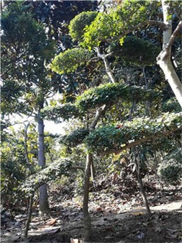 河南潢川小葉女貞造型觀葉樹種綠化提升城市形象