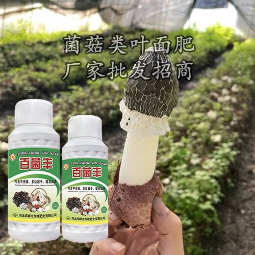 金针菇为峰肥业食用菌叶面肥膨大增产,香菇叶面肥