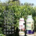 为峰肥业茶树叶面肥,茶叶专用茶叶叶面肥不含激素
