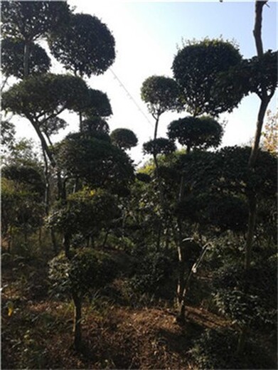 孟州2米高小叶女贞造型树园林绿化