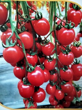 百斯特口感番茄釜山美珠樱桃番茄圣女果种子苗子