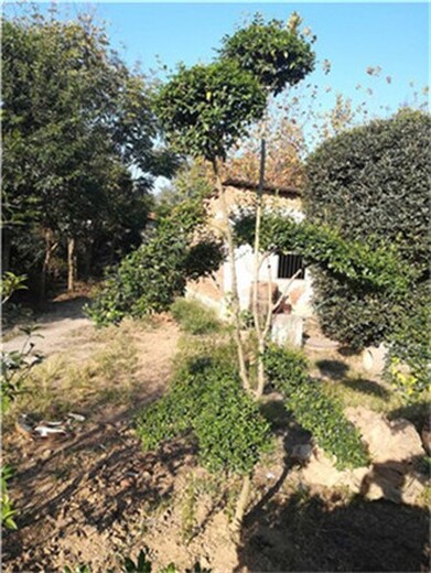 郑州二七区2米高小叶女贞造型树