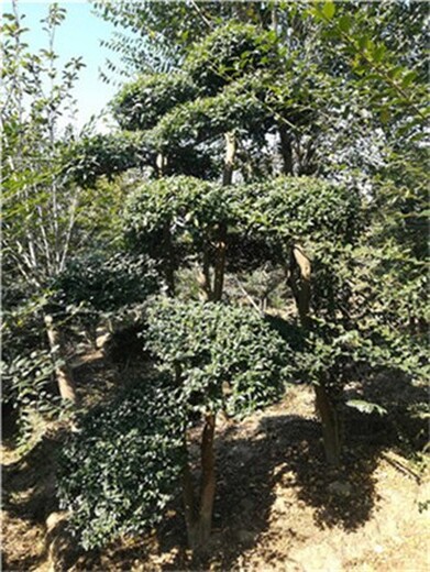 洛宁4米高小叶女贞造型树绿化苗木