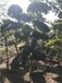 洛陽3米高小葉女貞造型樹園林綠化