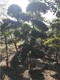 商丘2米高小叶女贞造型树种植基地产品图