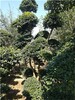 洛陽伊川3米高小葉女貞造型樹