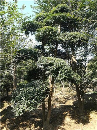 河南商丘梁园区2米高小叶女贞造型树