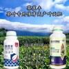 為峰肥業茶樹水溶肥,茶葉專用為峰肥業茶葉葉面肥催芽靈