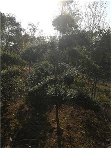解放2米高小叶女贞造型树种植基地