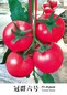 南澳绿亨冠群六号粉番茄种子苗子口感佳适合晚秋越冬早春种植