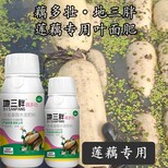 为峰肥业莲菜水溶肥,莲菜叶面肥为峰肥业莲藕叶面肥地三胖图片5