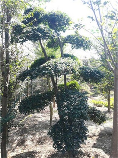 鄢陵1米5高小叶女贞造型树市场
