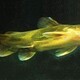 黃顙魚苗圖
