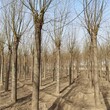 杭州柳樹供應,金絲垂柳樹圖片