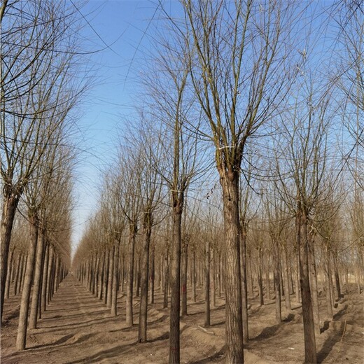 江西上饶垂柳供应商,西湖垂柳