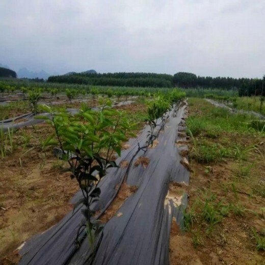 周口用防草布_用防草布价格_用防草布批发/采购/产地