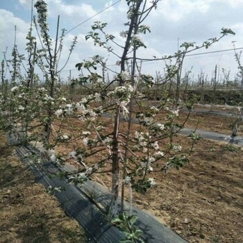 南昌PE除草布什么材质好呢,防草布