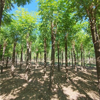 世泽园林五七香花槐,湖南10公分香花槐价格