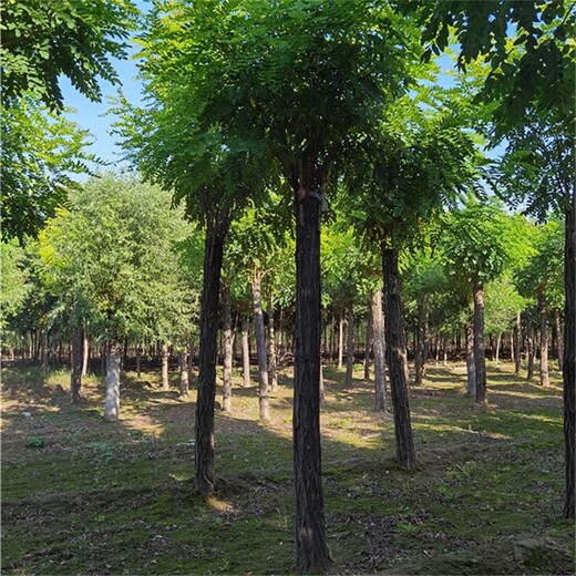 甘肃平凉香花槐厂家