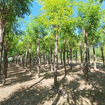 13公分香花槐树价格,红花刺槐