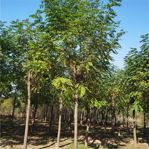 云南普洱香花槐,五七香花槐