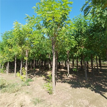 安徽香花槐种植,红花刺槐