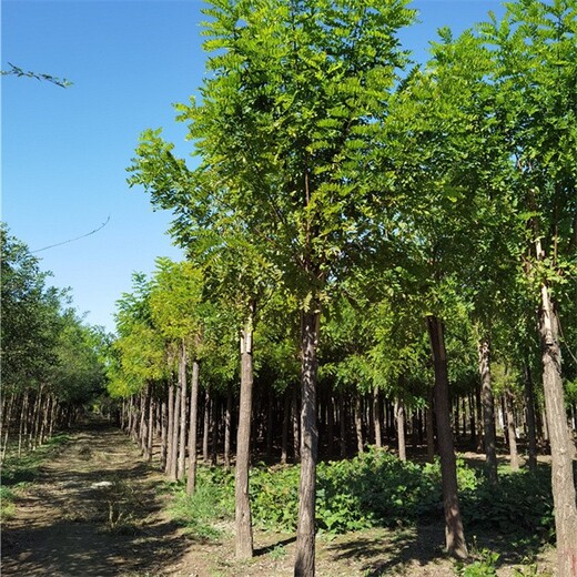 世泽园林红花刺槐,四川自贡香花槐市场售价