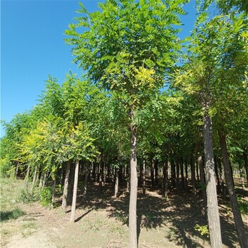 世泽园林五七香花槐,江苏香花槐那里有