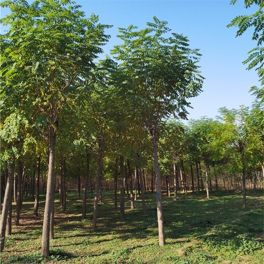 河北张家口香花槐批发价