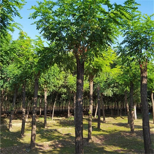 山东潍坊香花槐基地,红花刺槐