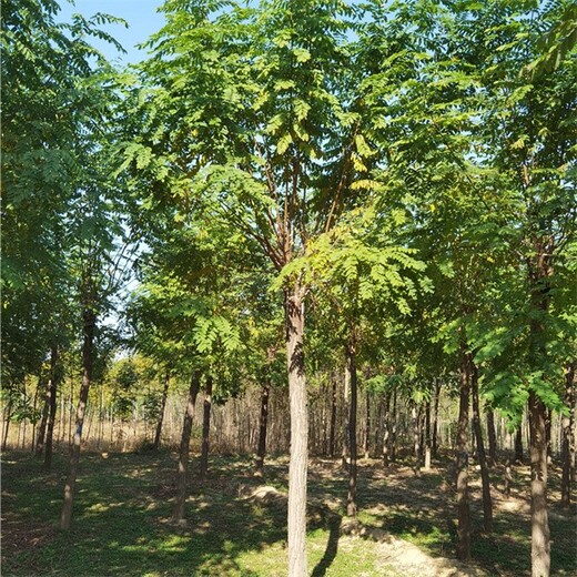 青海果洛香花槐价格,五七香花槐