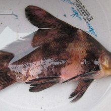 渝北中華胭脂魚多少錢一尾圖片