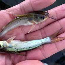 合川云斑鮰魚苗多少錢一條,褐首鯰魚苗圖片