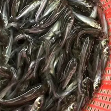 宜賓云斑鮰魚苗如何飼養,褐首鯰魚苗圖片