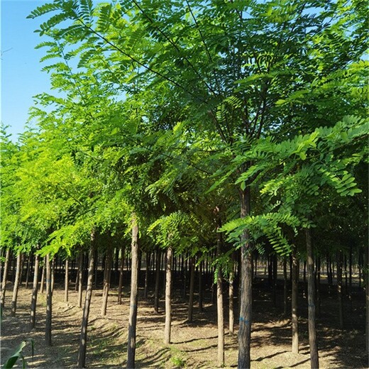 四川泸州刺槐,白花刺槐