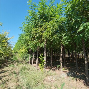 重庆十公分香花槐,红花槐