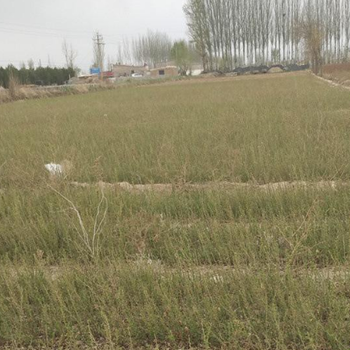 包頭一年生檸條苗生產(chǎn)基地