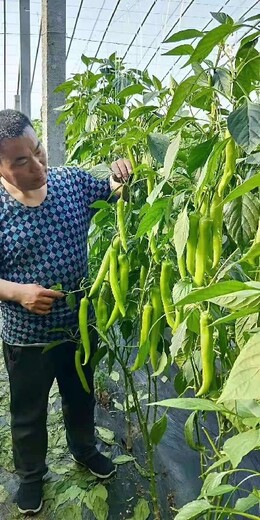 促花授粉，預防散落拉直拉長辣椒增粗靈