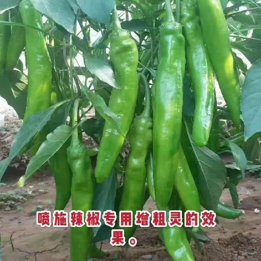 为峰辣椒三不落,生产辣椒膨大拉长增粗灵厂家