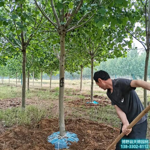 巨鹿县天锦园林法桐装车价,丛生法桐