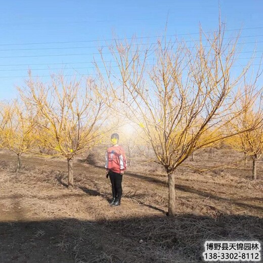 天锦园林金叶槐,保定涿州_矮杆金枝槐_批发市场