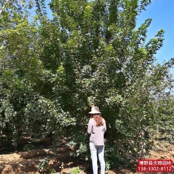 河北定州假植苗五角枫货到付款-五角枫基地-美国红枫