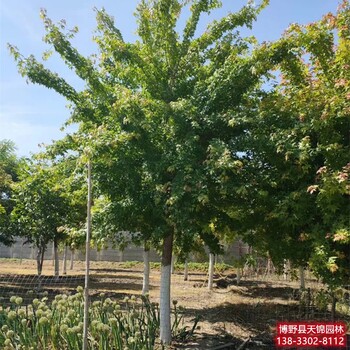 保定市定州假植苗五角枫价格行情-五角枫基地-枫树