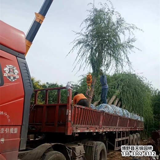 河北省20公分垂柳带土球装车-来垂柳基地-速生垂柳